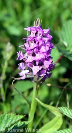 Marsh Orchid